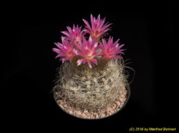 Eriosyce senilis subsp. senilis (syn. Neoporteria senilis) 2394